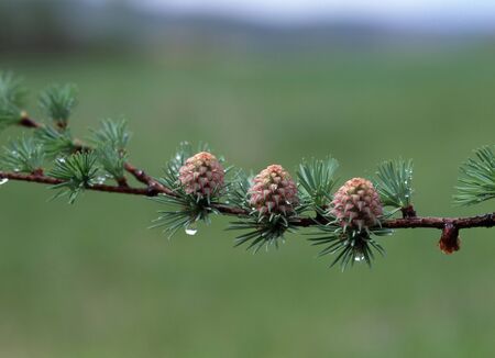 Japanese larchの写真素材