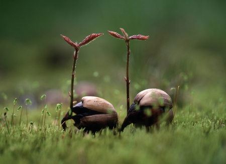 Quercus mongolica var. grosseserrataの写真素材