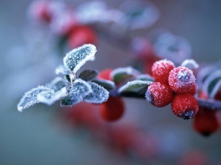 Frost and a red fruit