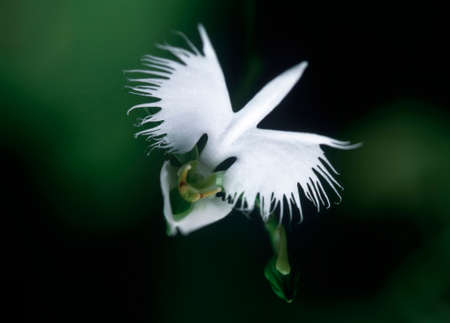 Sagikusaの写真素材