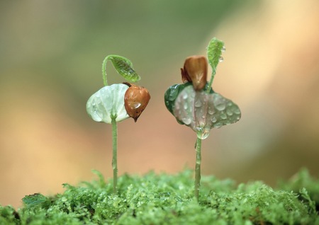 Shoots of beechの写真素材