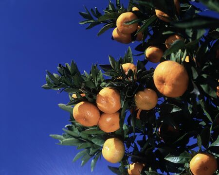 Mandarin orangeの写真素材