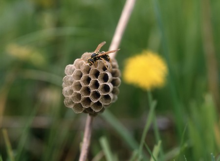 Beehiveの写真素材