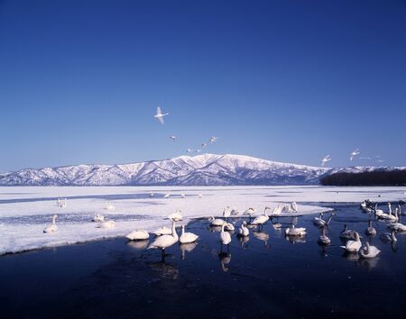 Swanの写真素材