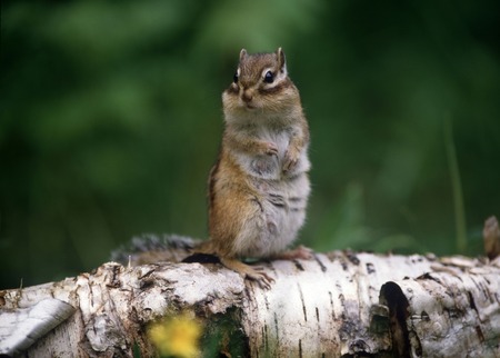 Chipmunkの写真素材