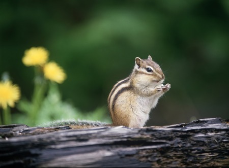 Chipmunkの写真素材