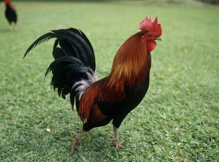 Chicken