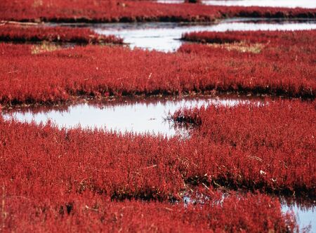 Coral grassの写真素材