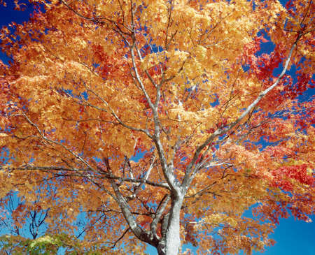 Autumn leaves