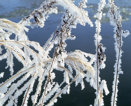Rime ice