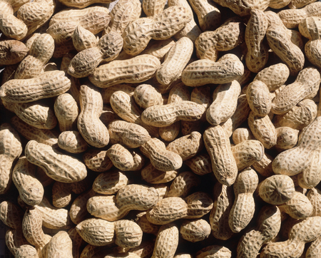 Peanutの写真素材