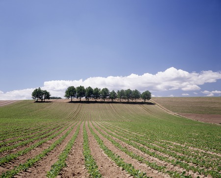 Grovesの写真素材