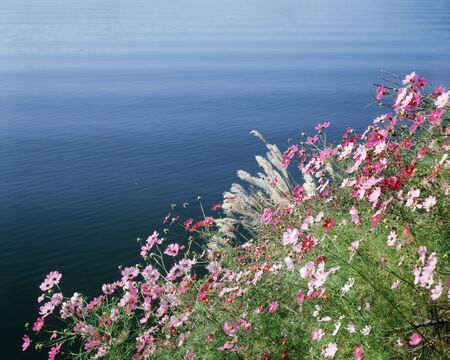 Cosmosの写真素材