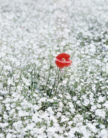 Poppyの写真素材