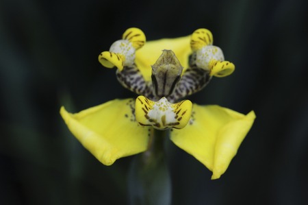 South America Paraguay Cypella clriifolia flowersの写真素材