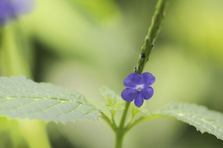 Honakanzou flowers