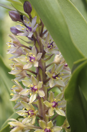 Yukomisu Autsumunarisu flowersの写真素材