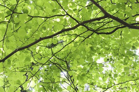Hakunboku of young leaves and fresh green