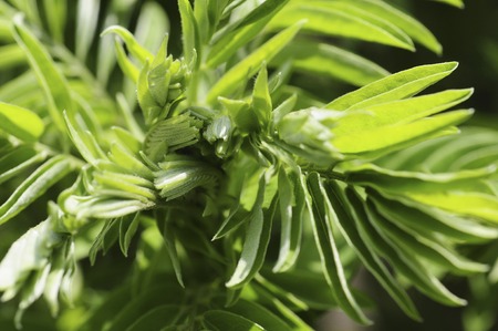 Hirohakurara of young leaves and fresh green