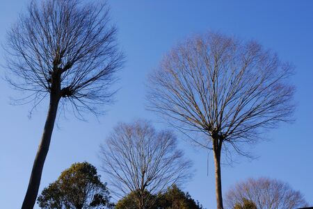 Winter trees