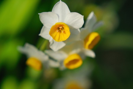 Narcissusの写真素材