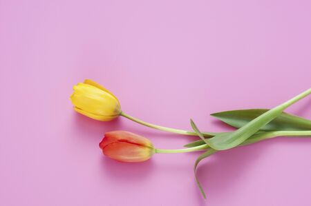 Colorful tulipsの写真素材