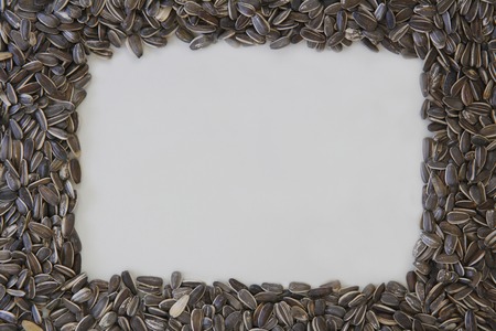 Sunflower seedsの写真素材