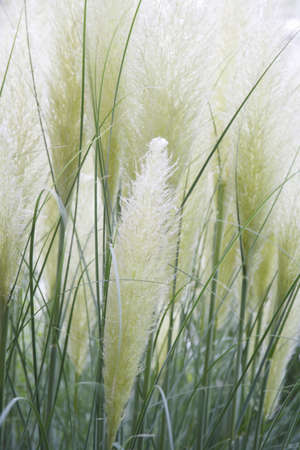 Pampas grass of Natural Gardenの写真素材