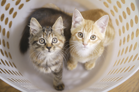Two kittens in the laundry basketの写真素材