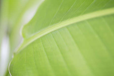 Tabibitonoki plantsの写真素材