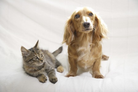 Good friend on the couchDax and kittenの写真素材