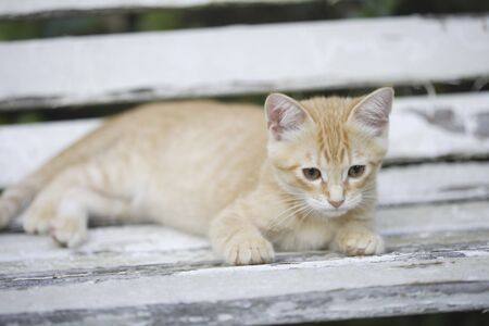 Kitten to relax on a benchの写真素材