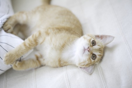 Kitten to relax on the sofaの写真素材