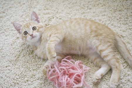 Kitten to mischief Kateの写真素材