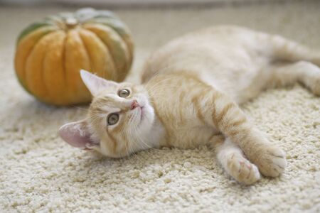 Kitten and pumpkinの写真素材