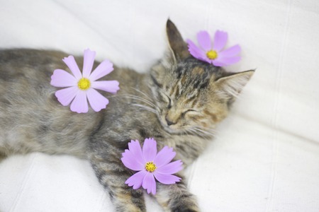 Kitten and cosmos to nap on the sofaの写真素材