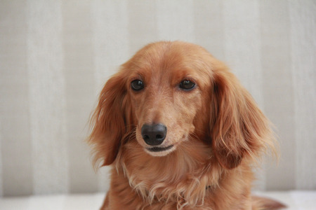 Miniature Dachshundの写真素材