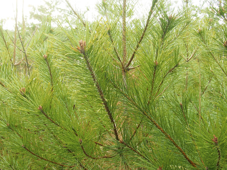 Pine
