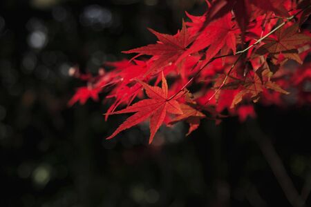 Autumn leavesの写真素材