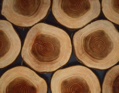 Treeringの写真素材