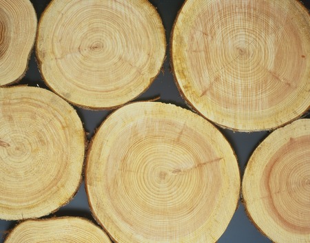 Treeringの写真素材