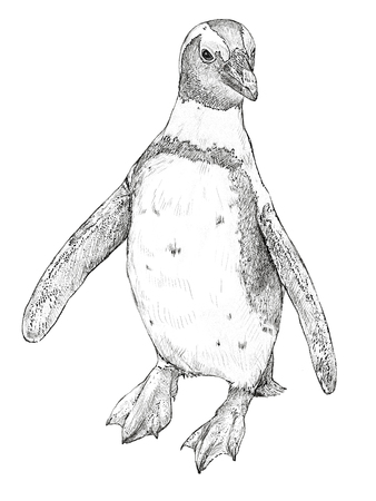 Penguinの写真素材