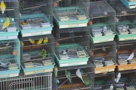Birdcageの写真素材