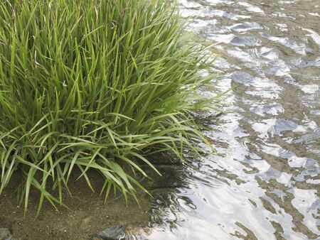 Babbling artificial river and water plantsの写真素材