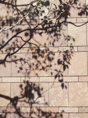 Wall tiled the shadow of the tree is reflectedの写真素材