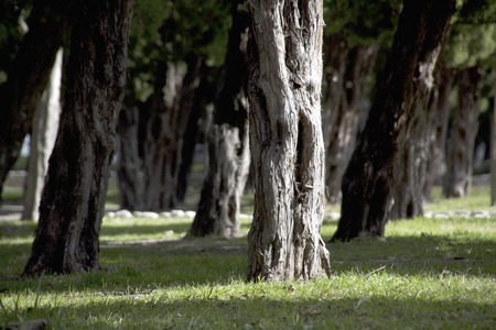 Treelined Avenueの写真素材