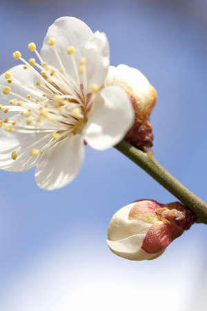 Up of the petals of white plumの写真素材