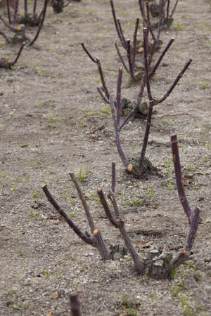 Seedlings of roses planted in flower beds