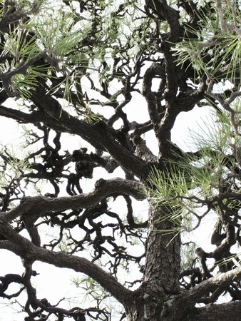 Pine branchの写真素材