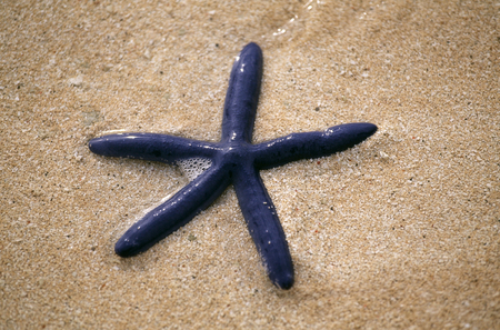 Starfishの写真素材
